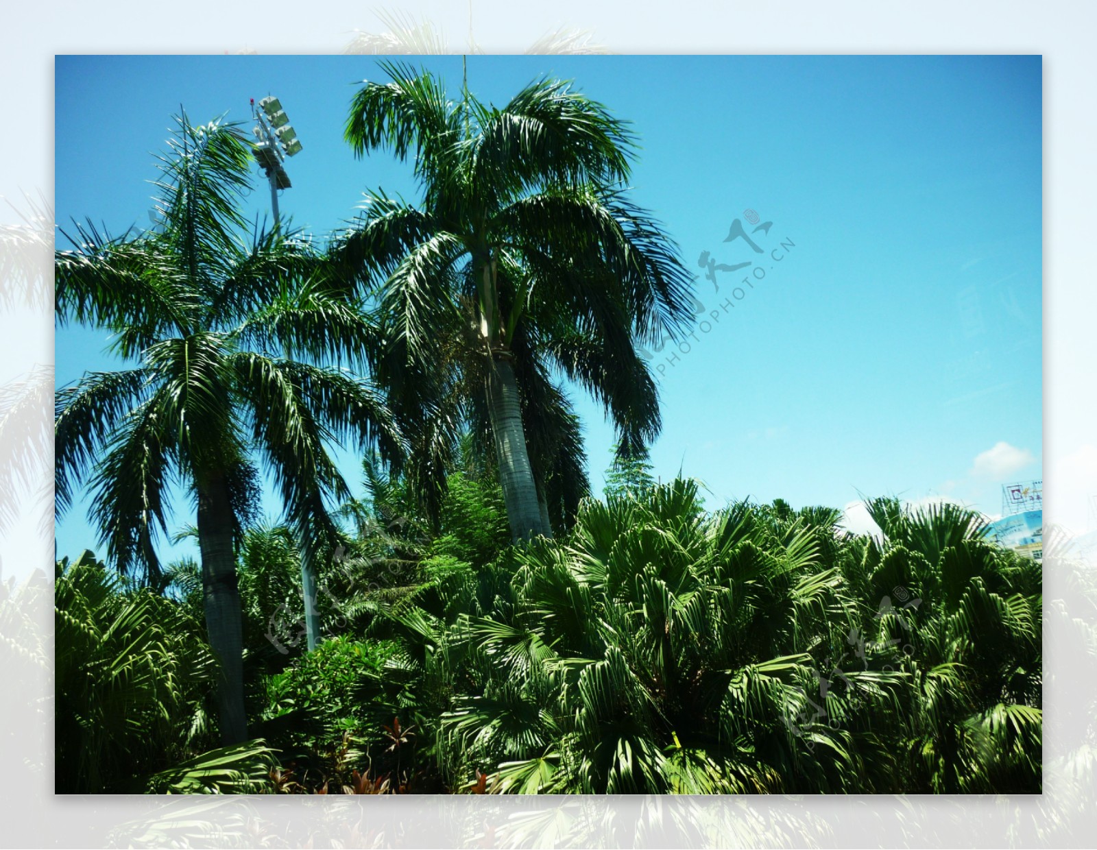 蓝天椰树图片