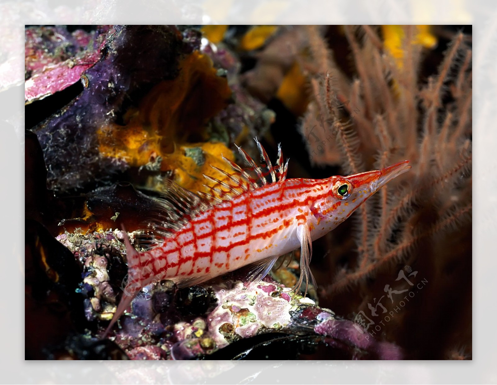 海底壮观的鱼群高清图片下载-正版图片501038139-摄图网