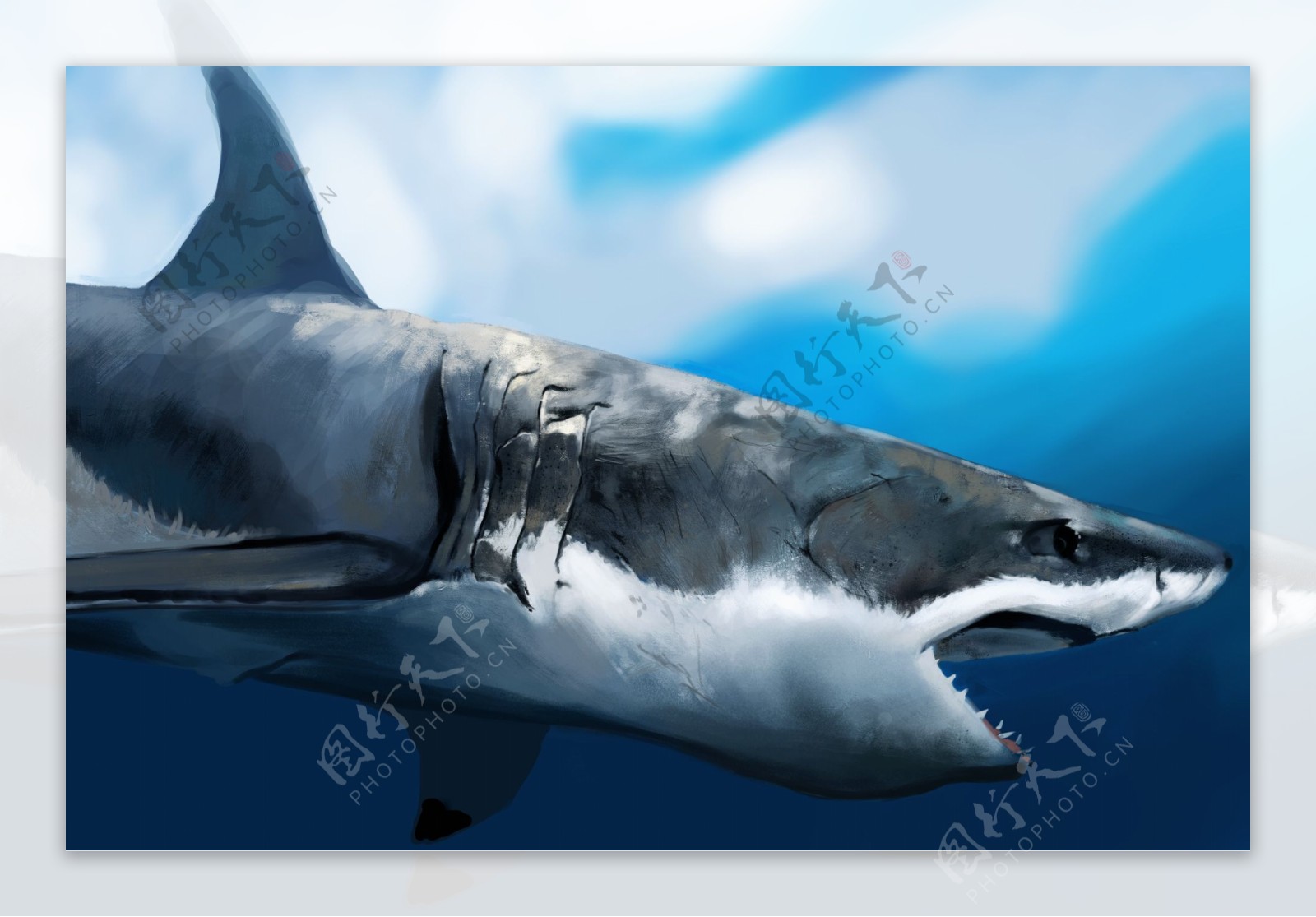 鱼中之王大白鲨图片