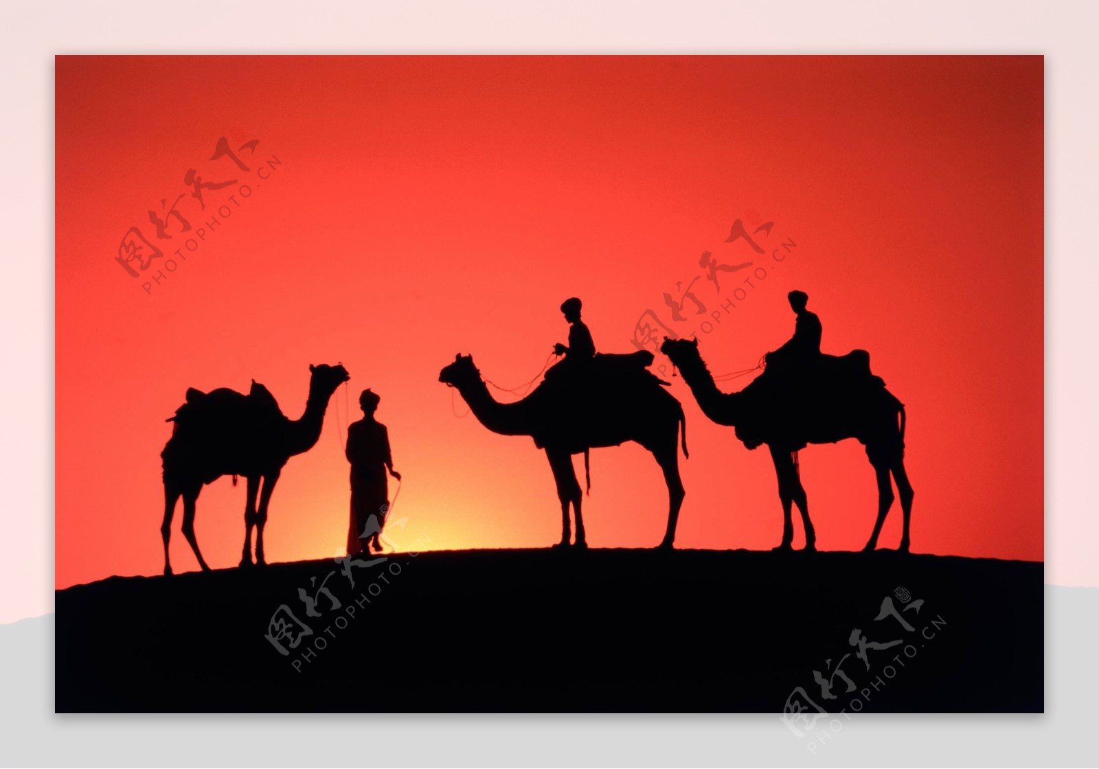 夕阳骆驼