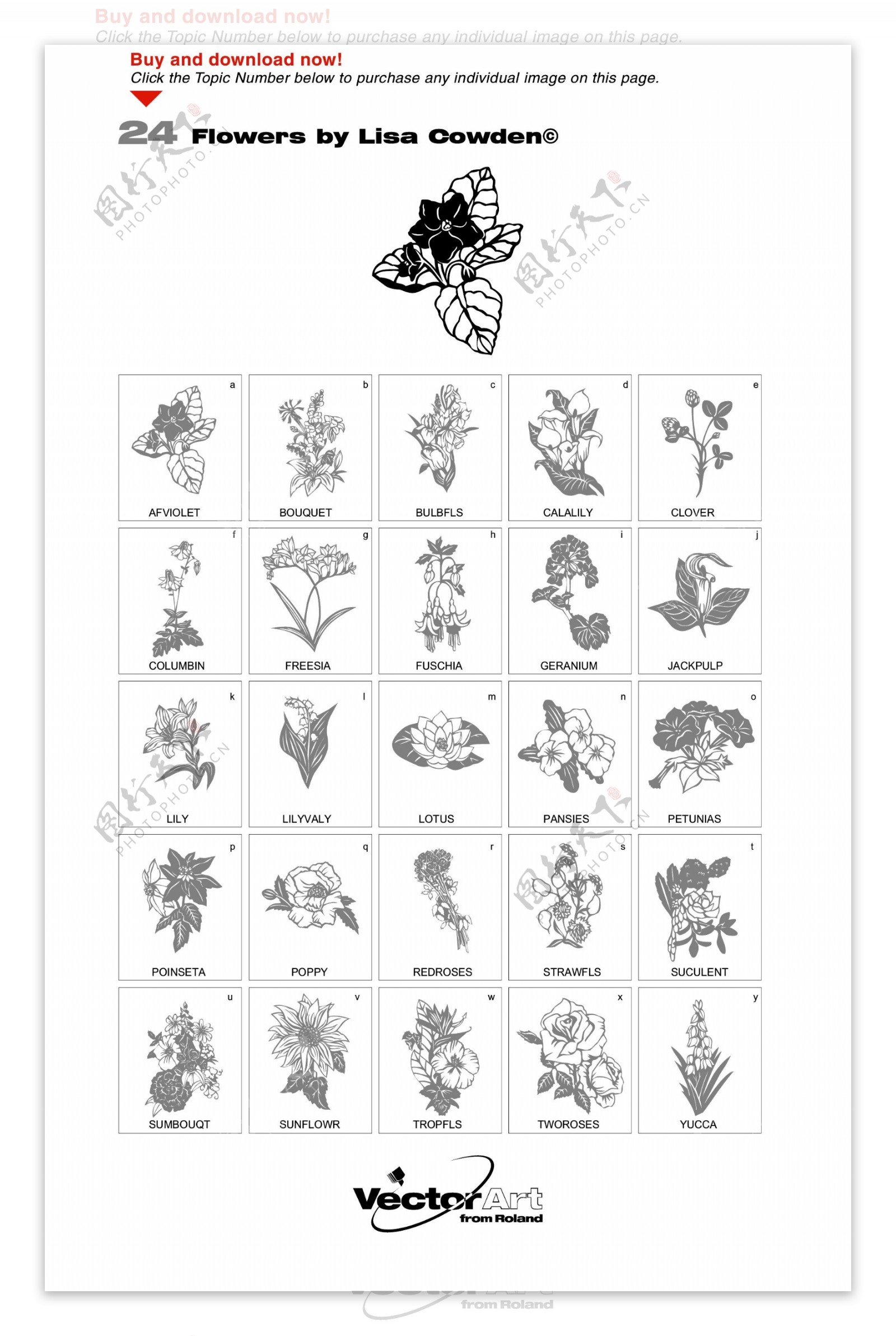 25款各种线描花卉图片