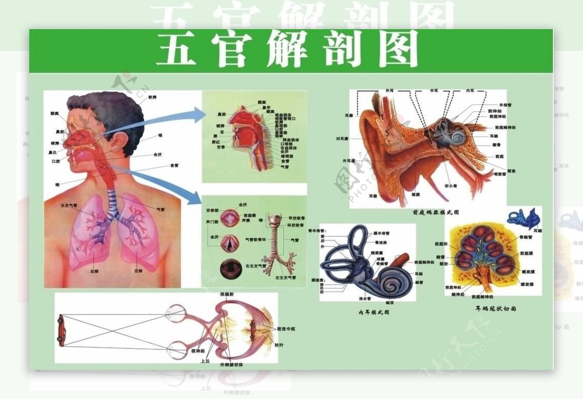 中文儿童身体部位认识身体五官器官早教学习启蒙海报贴纸墙贴-Taobao