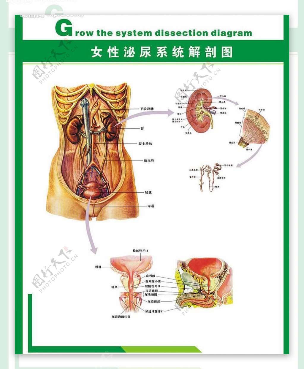 人体科普女性泌尿系统图片