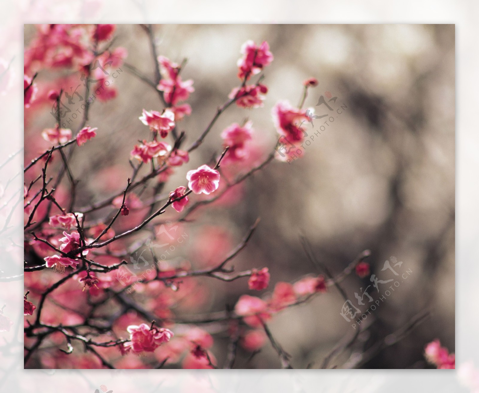 桃花图片