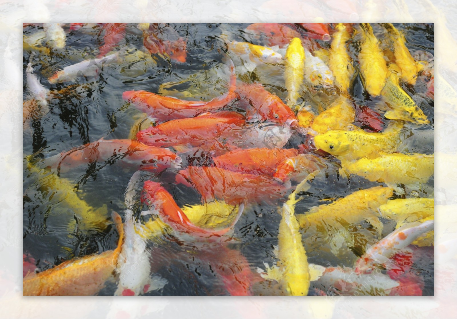 观赏鱼之红黄锦鲤图片