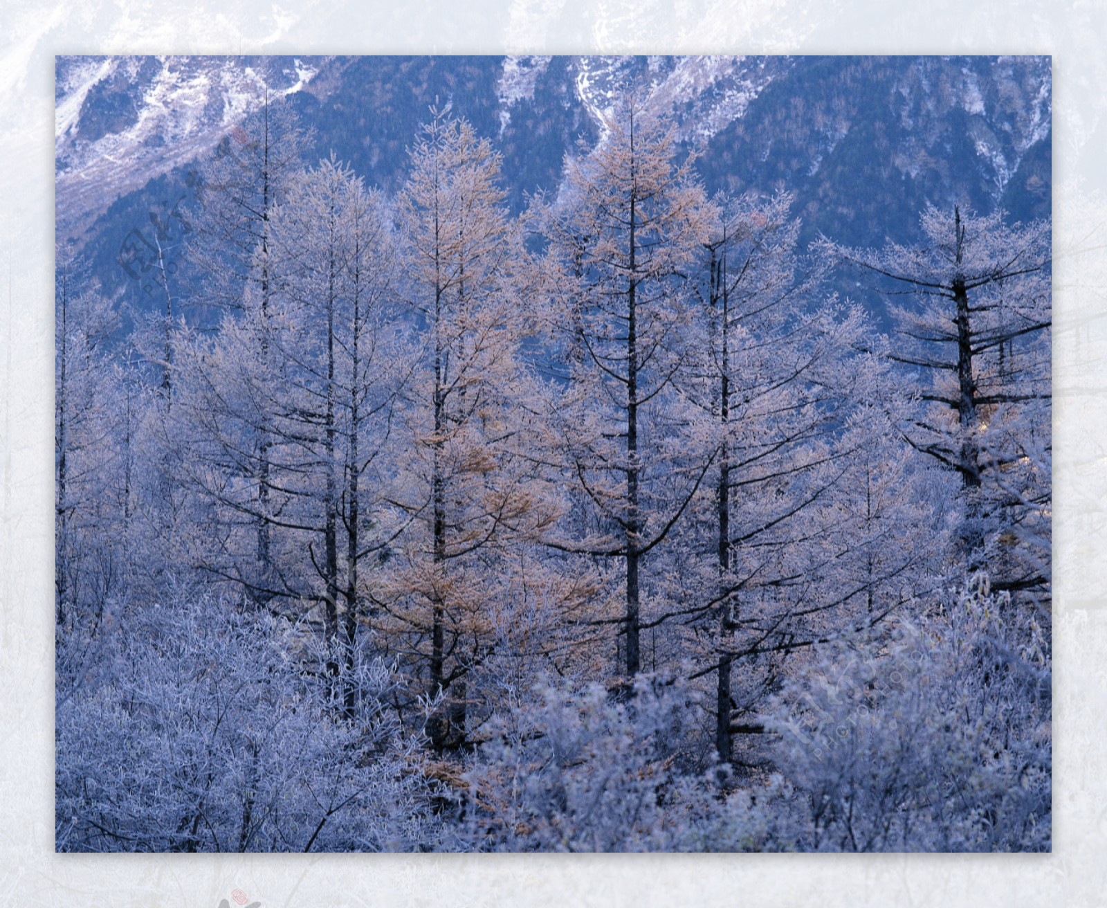 大山中的雪松