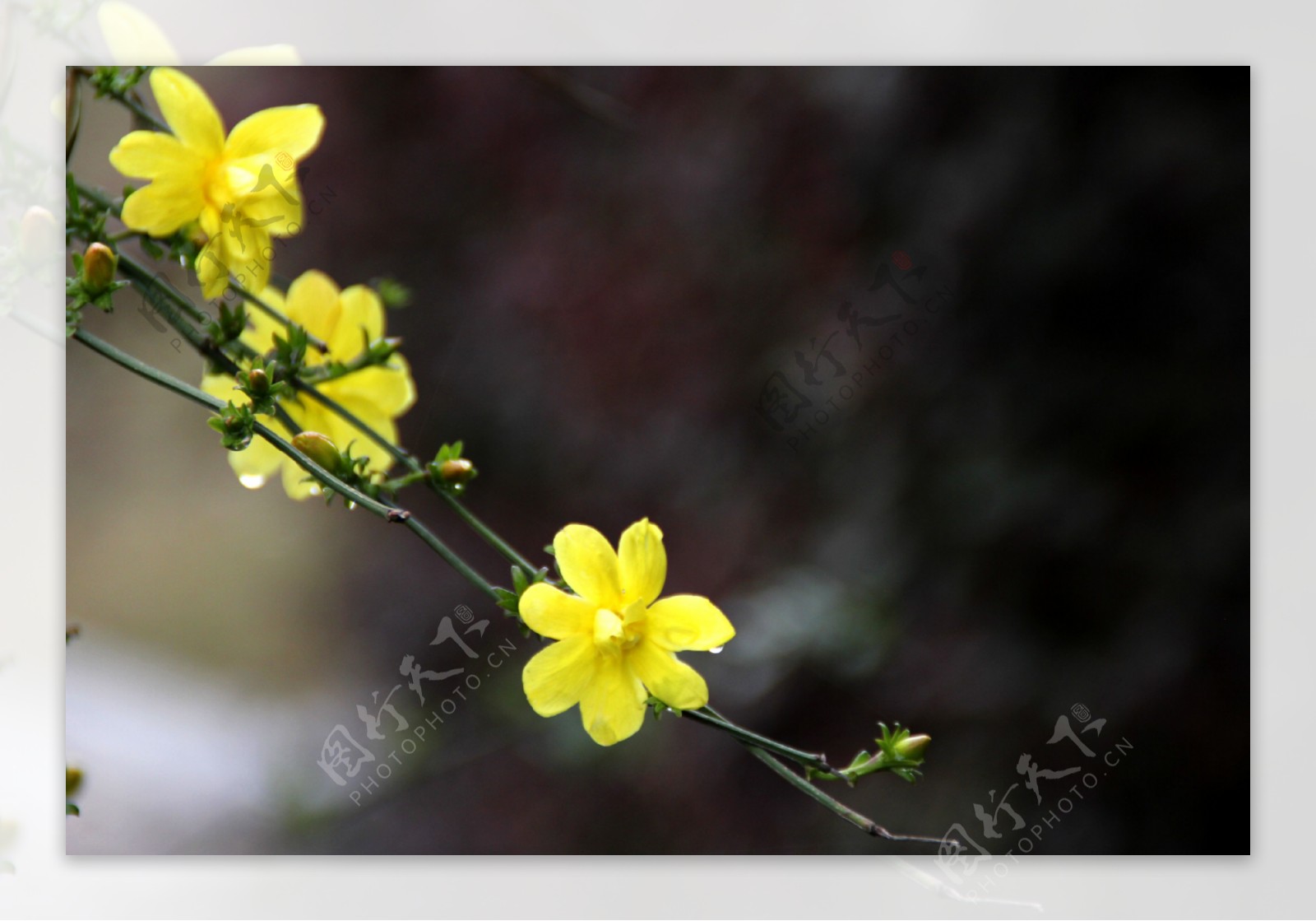 迎春花图片