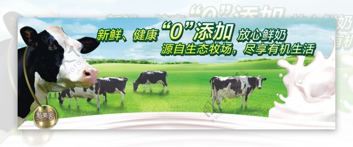 奶牛与牧场图片