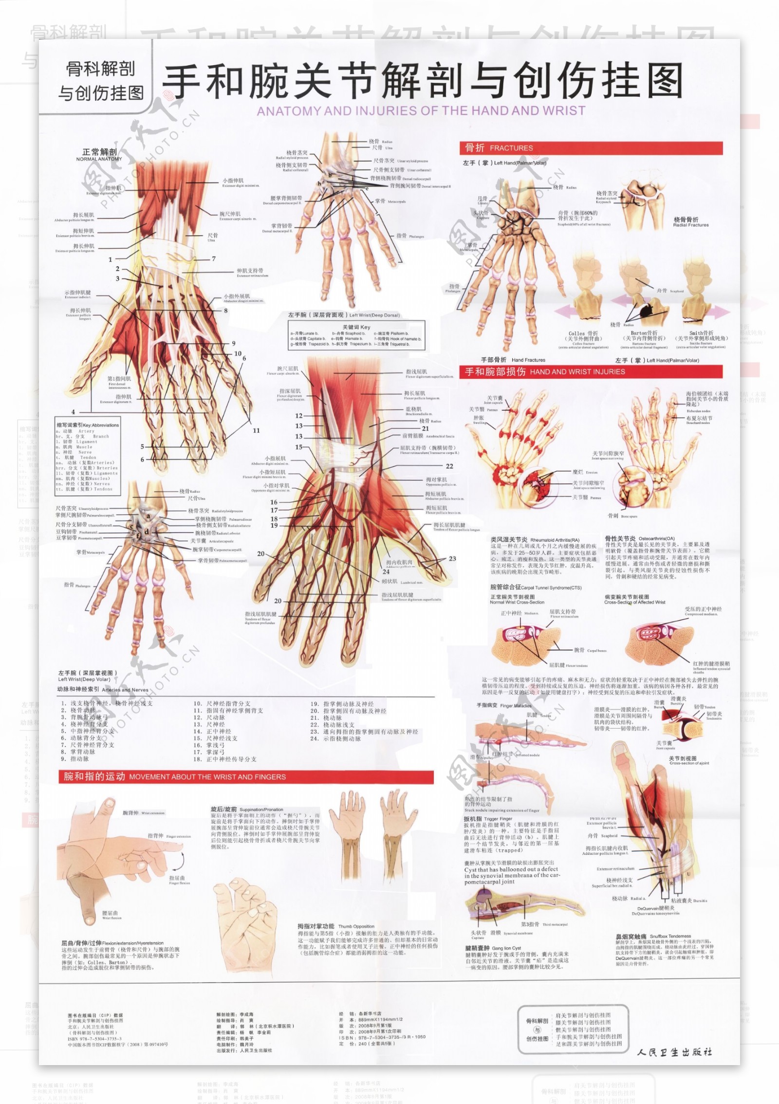 手和腕关节解剖图