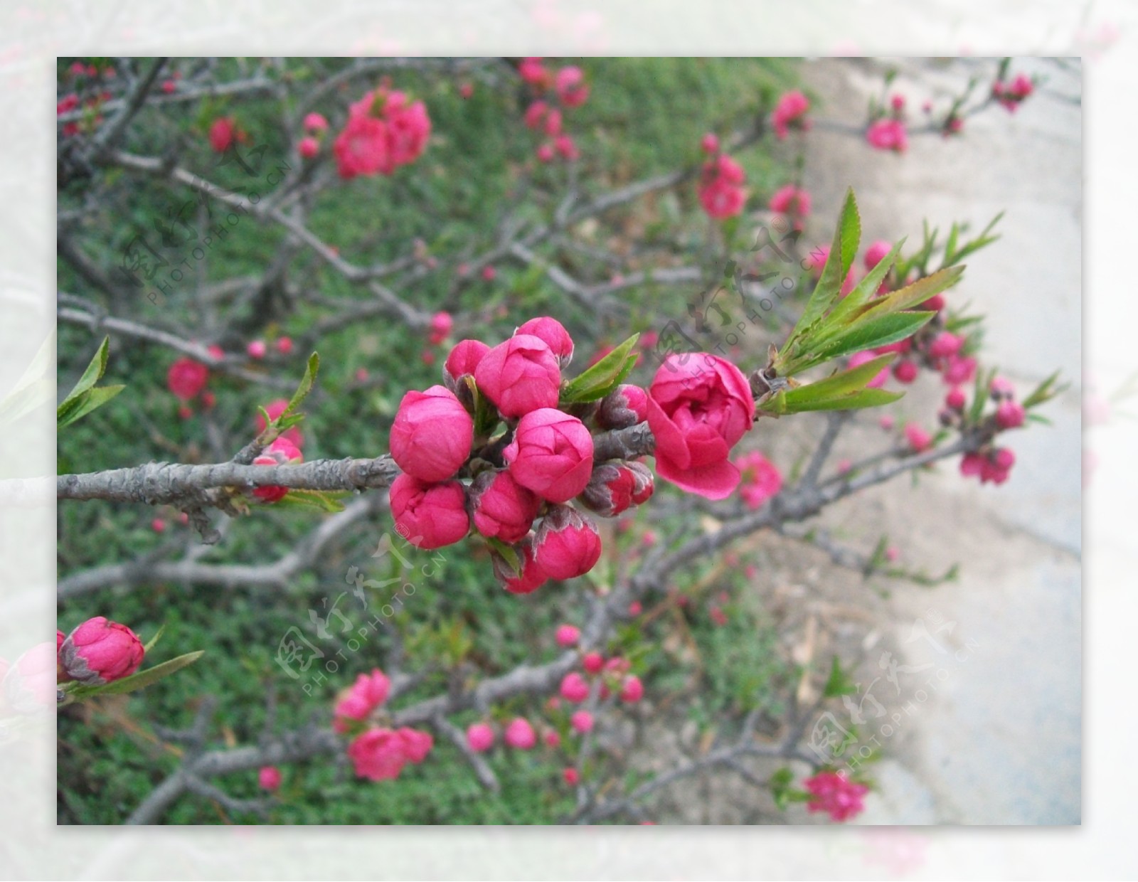 桃花图片