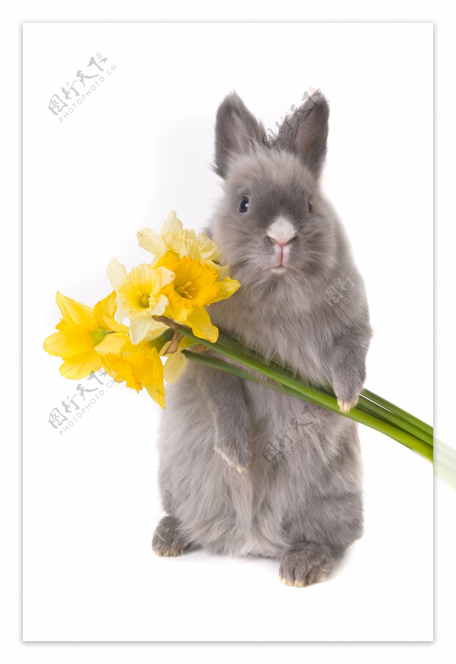 拿着花朵的兔子高清图片