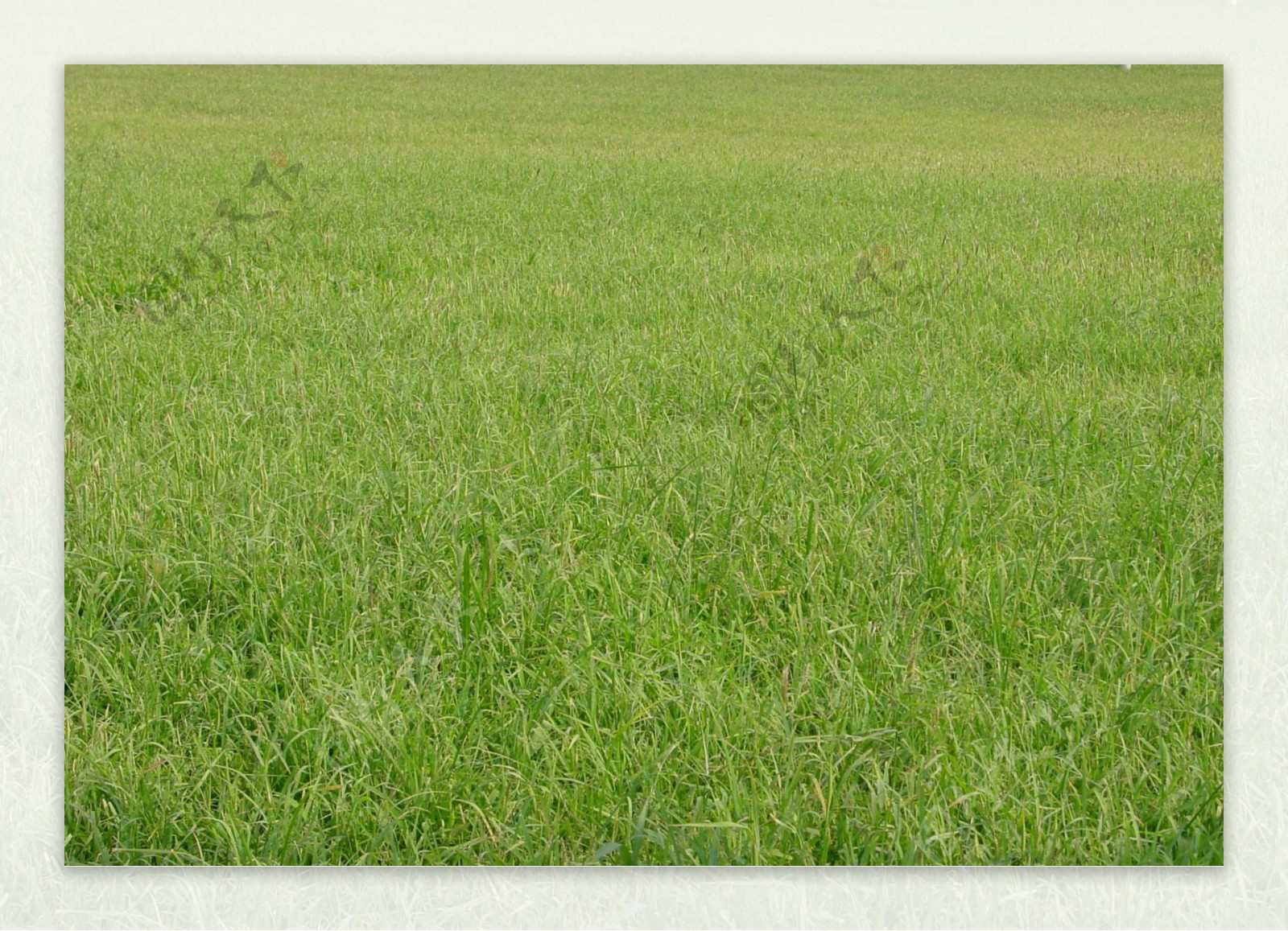 绿篱米兰以及草地