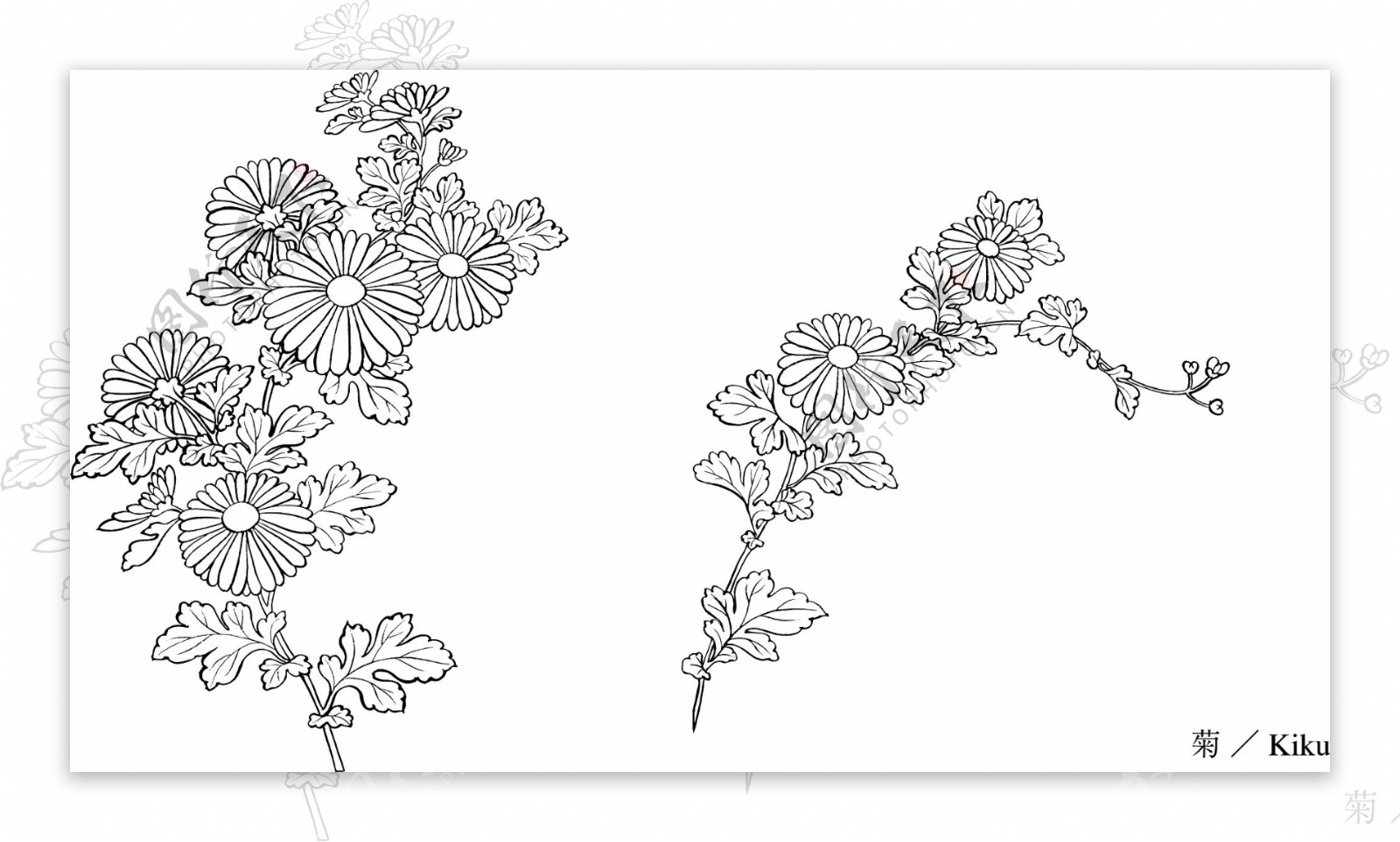 菊花花卉白描