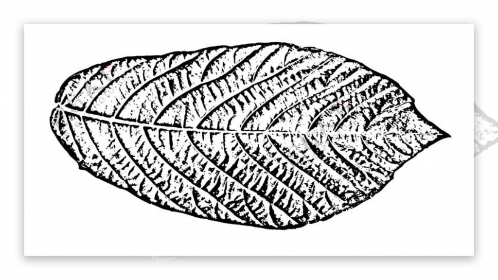 全球首席大百科水墨黑白笔刷叶子树叶叶脉脉络标本纹理拓印