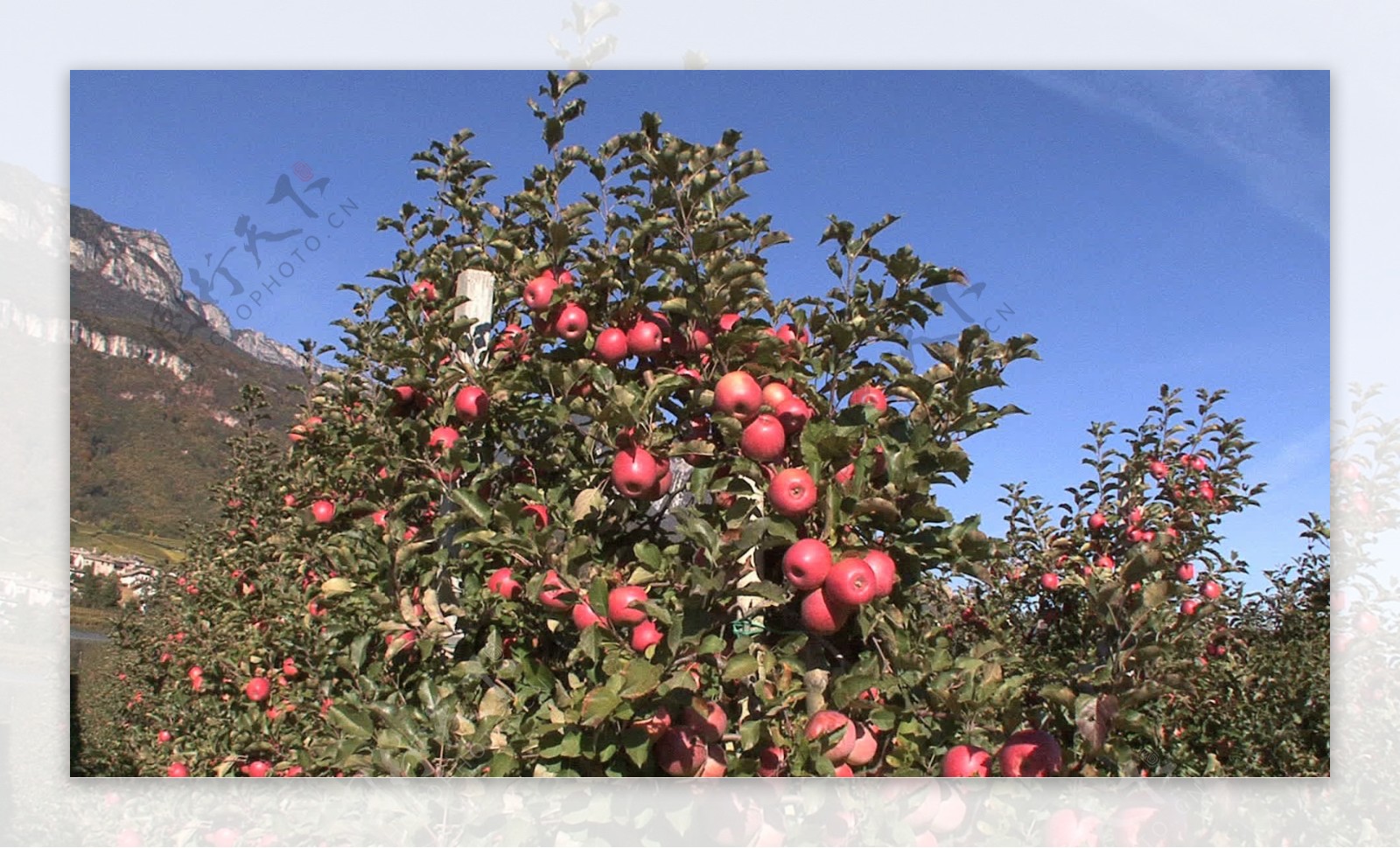 意大利的阿迪杰河的苹果树股票视频视频免费下载
