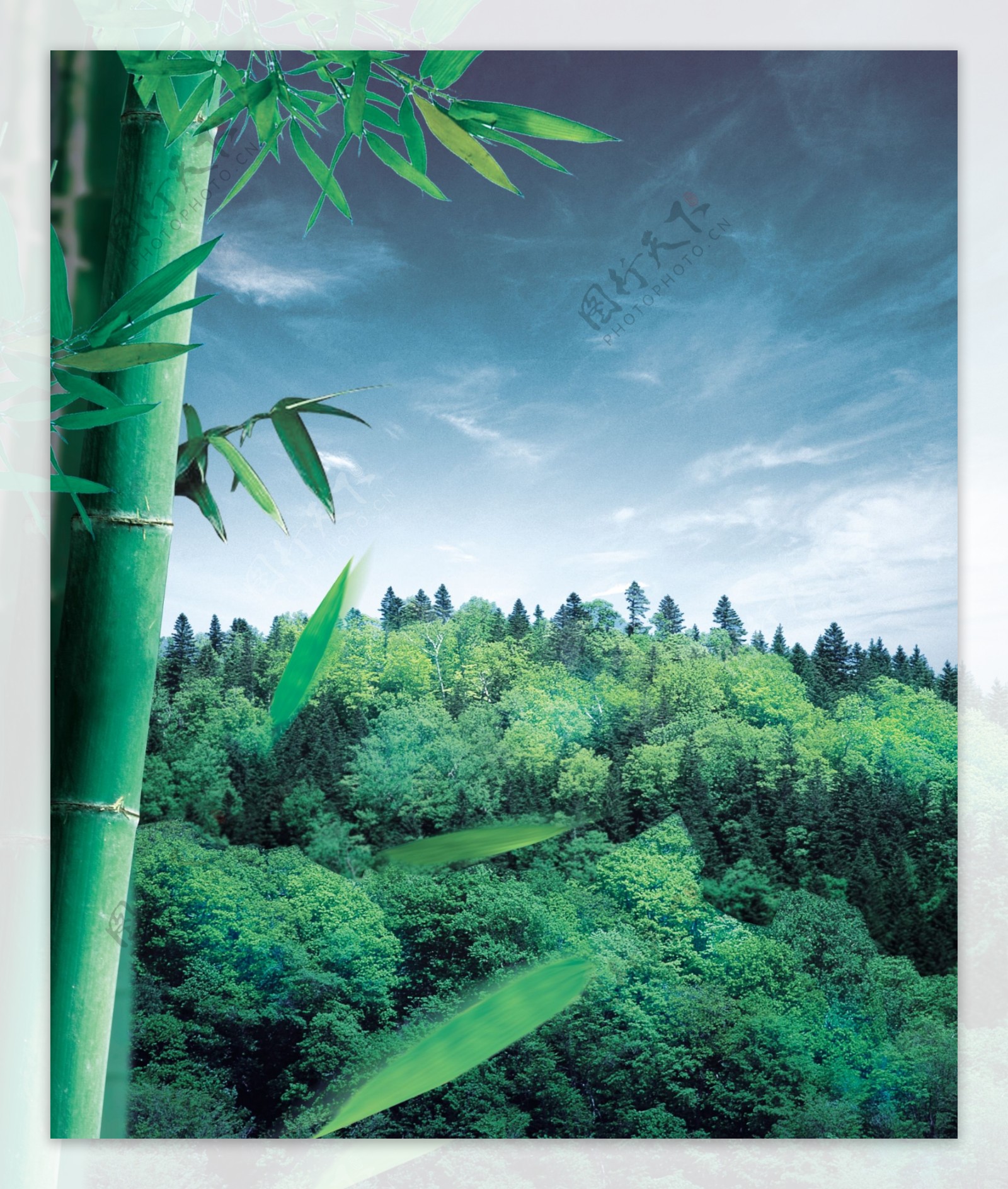 竹叶山林图片