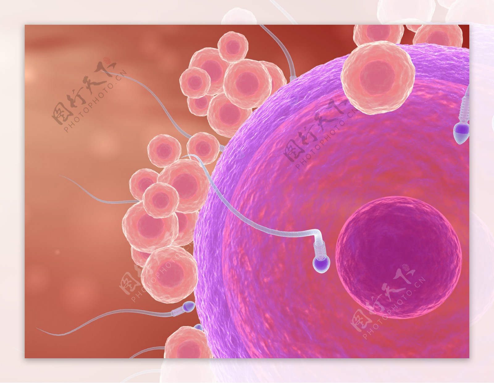 人类生殖细胞卵子插画图片素材_ID:418209772-Veer图库
