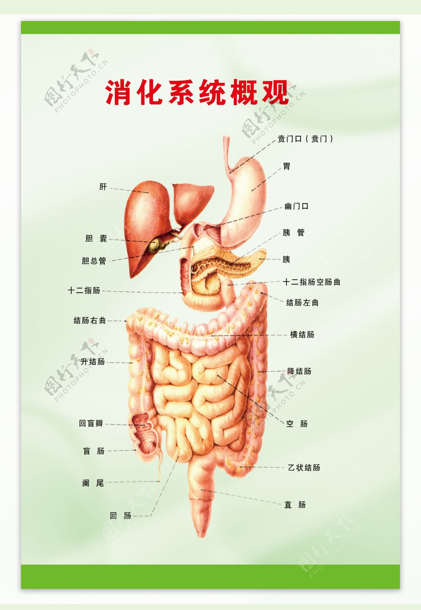 胃肠展板图片