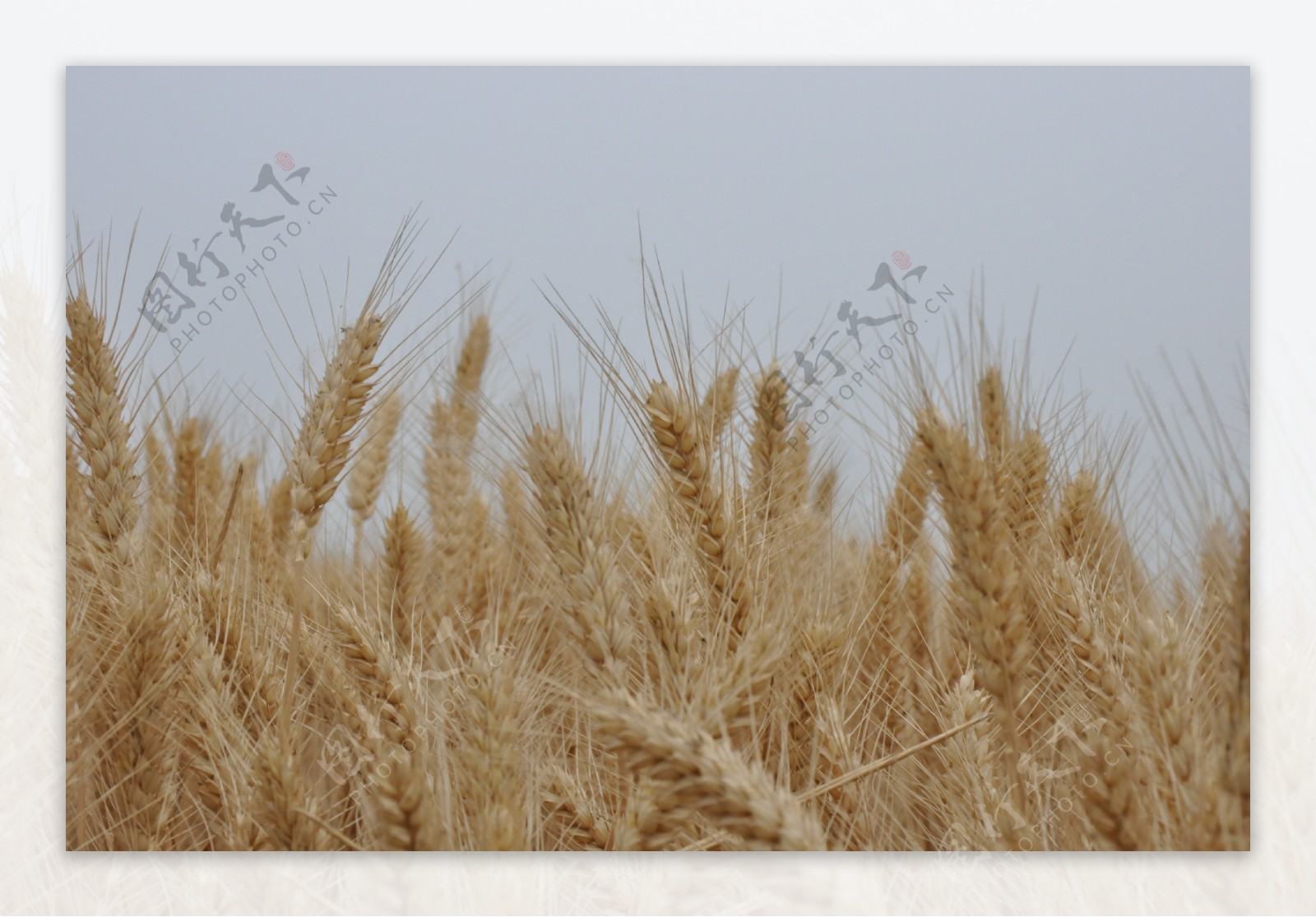 成熟的小麦穗图片
