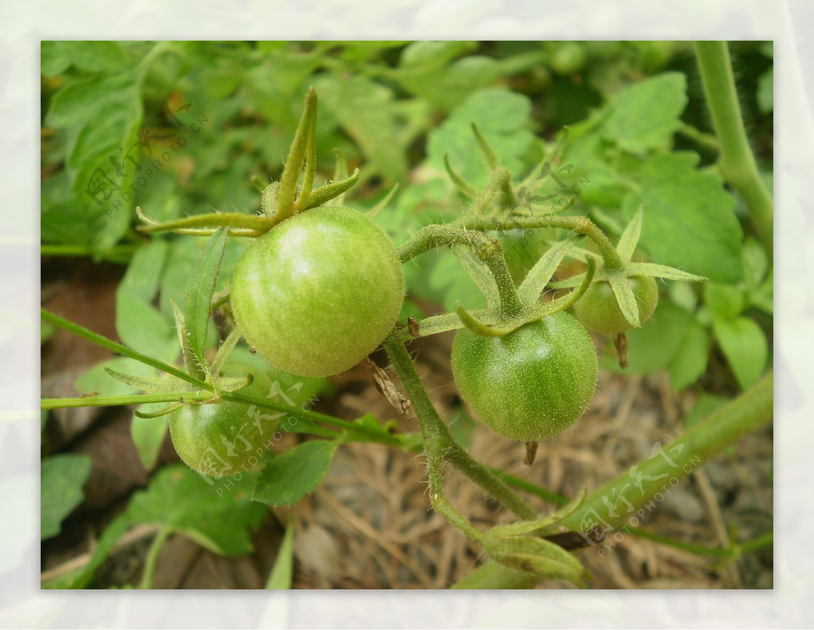綠番茄图片