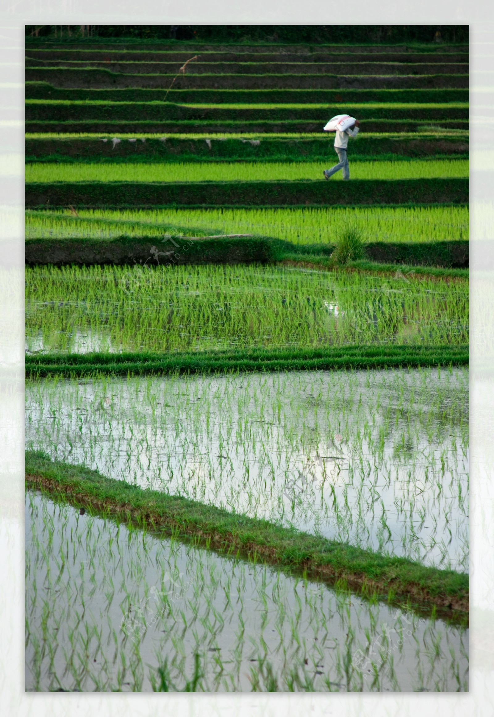 农村水稻田图片