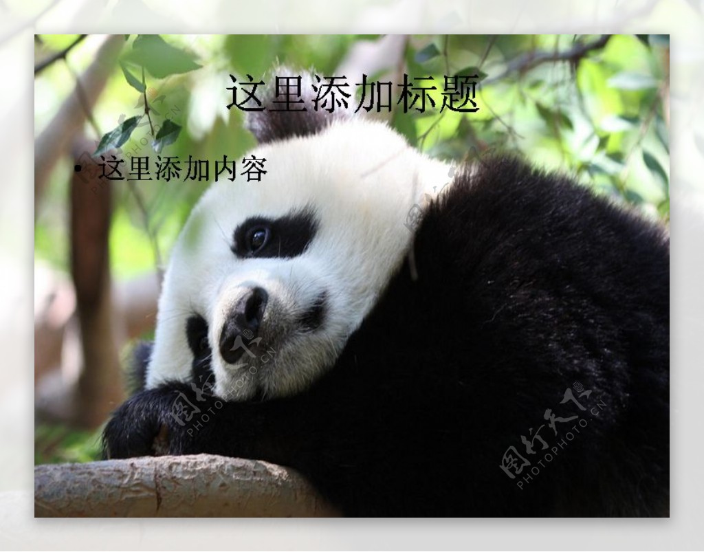 憨态可掬的国宝大熊猫10