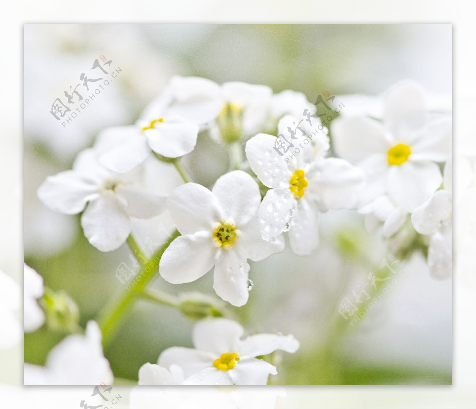 位图植物图案花朵写实花卉小桃花免费素材