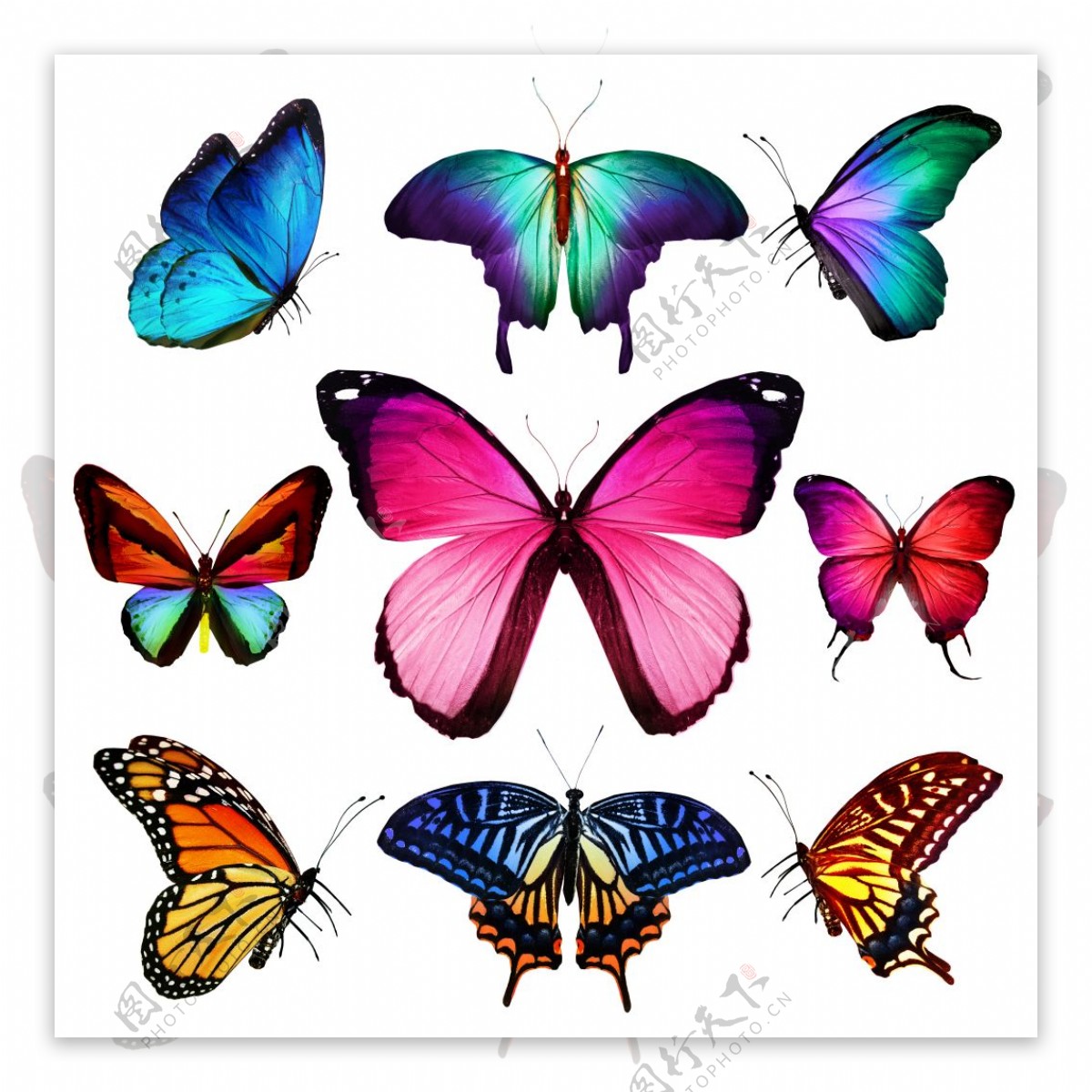 9种彩色蝴蝶高清图片素材
