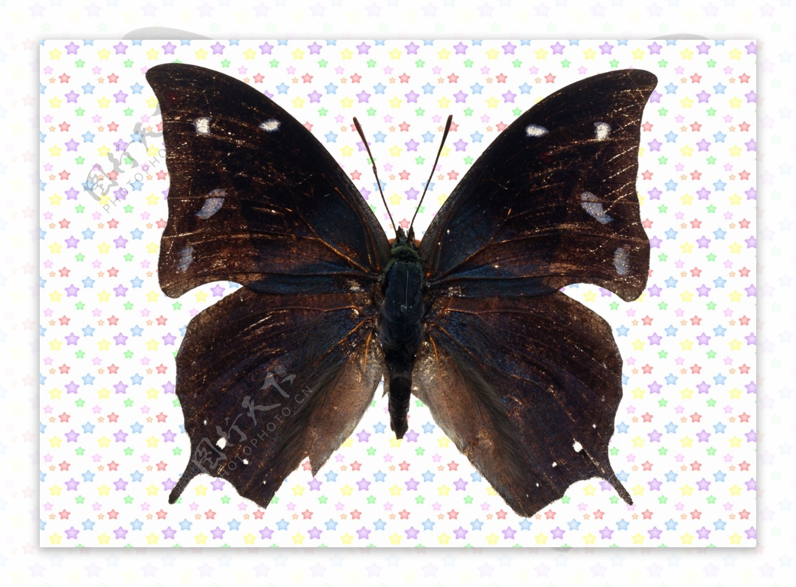 黑色白斑点凤蝶图片