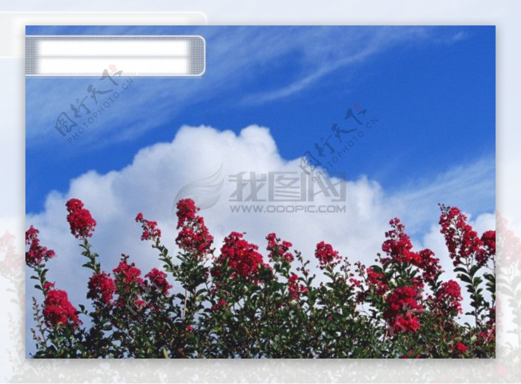 蓝天白云花朵红花树木植物蓝色天空
