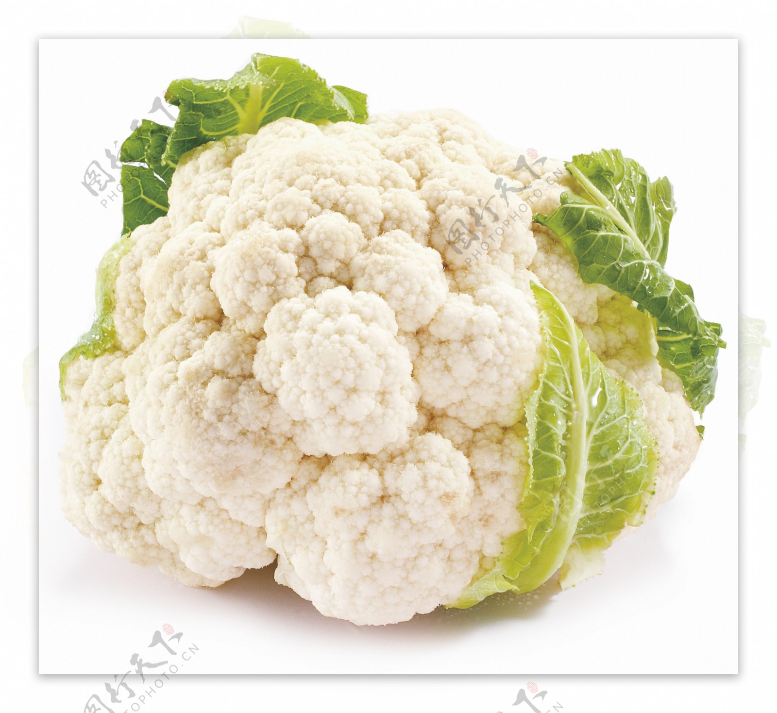 白花菜图片