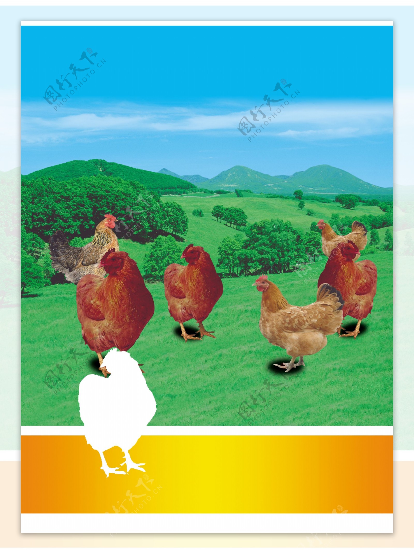 鸡肉包装图片