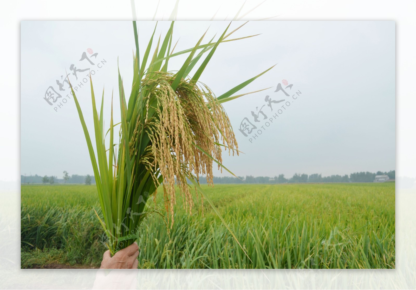 水稻图片