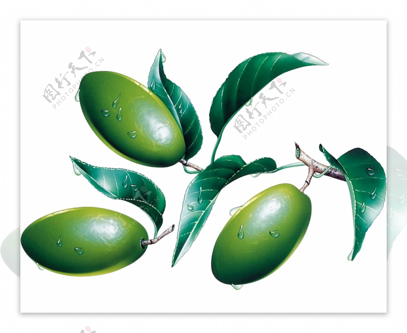 水果橄榄图片
