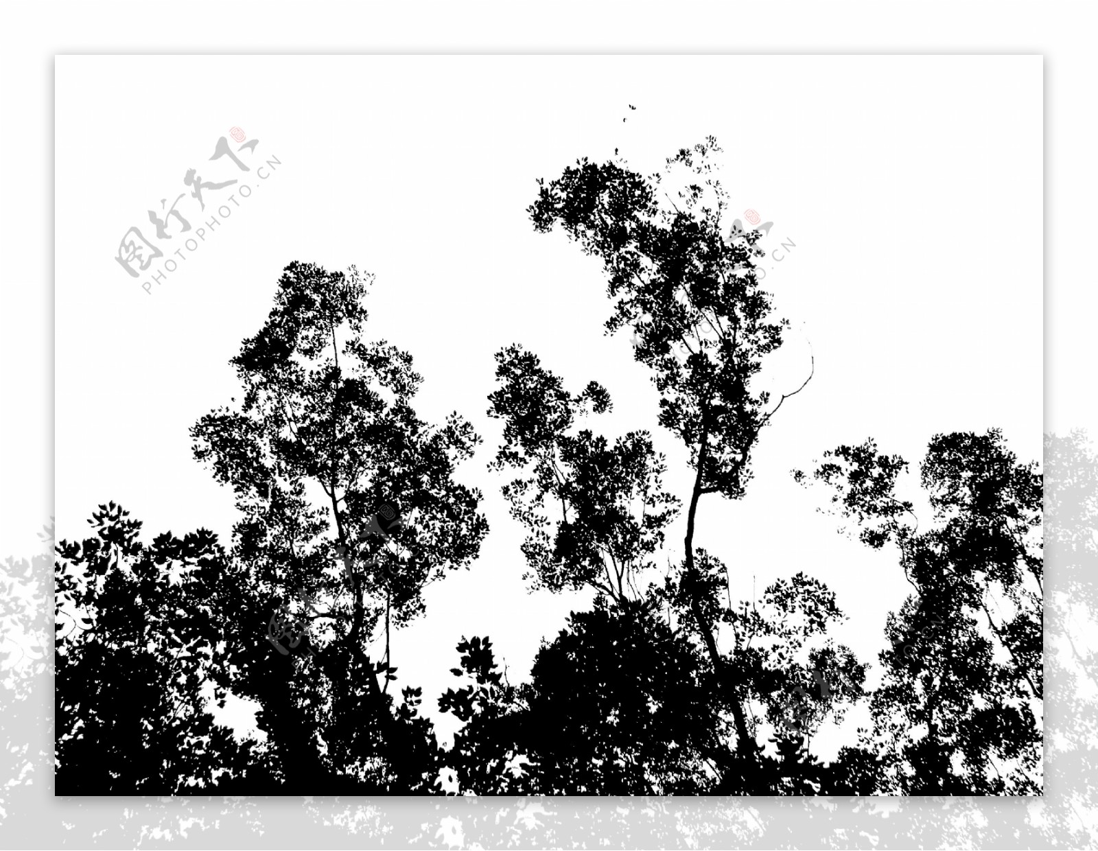树木剪影2图片