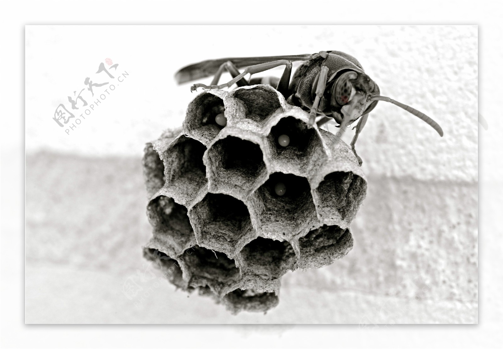 蜂和蜂巢图片