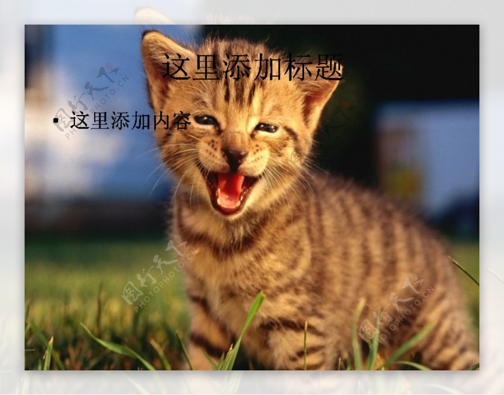 电脑ppt封面可爱小猫咪萌宠背景图片4