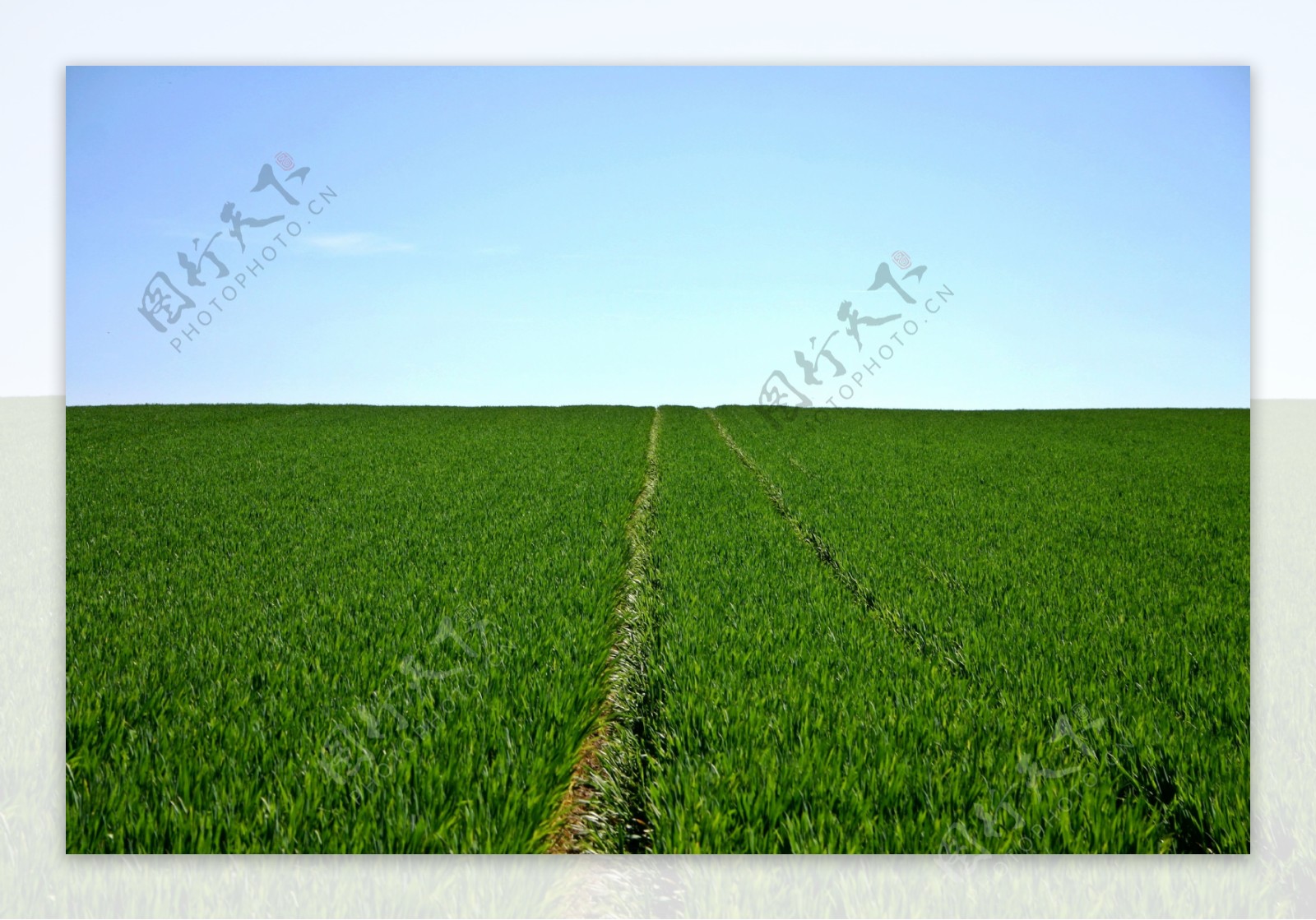 高清绿色农业作物图片素材