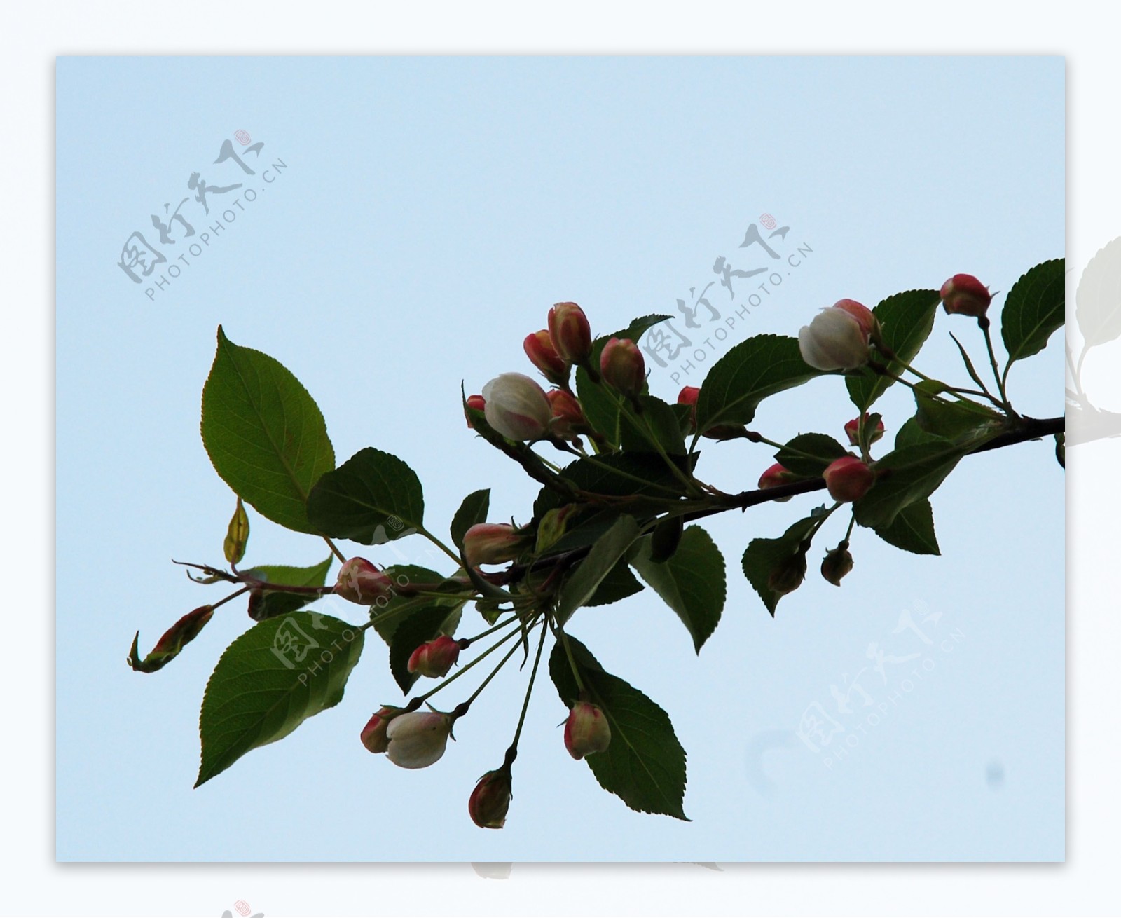 山丁子树花图片
