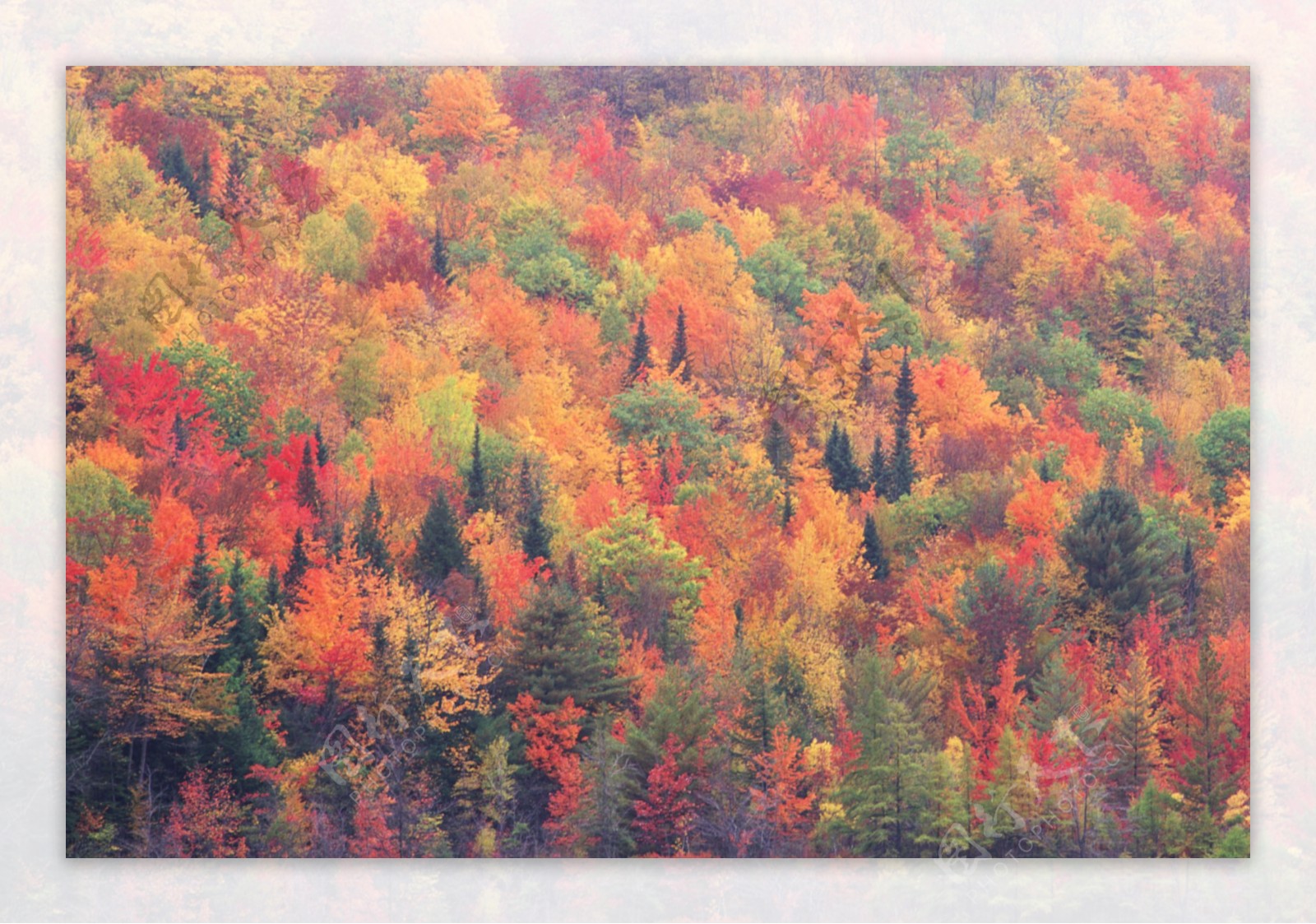 美丽的秋季风景红树林坝上风景