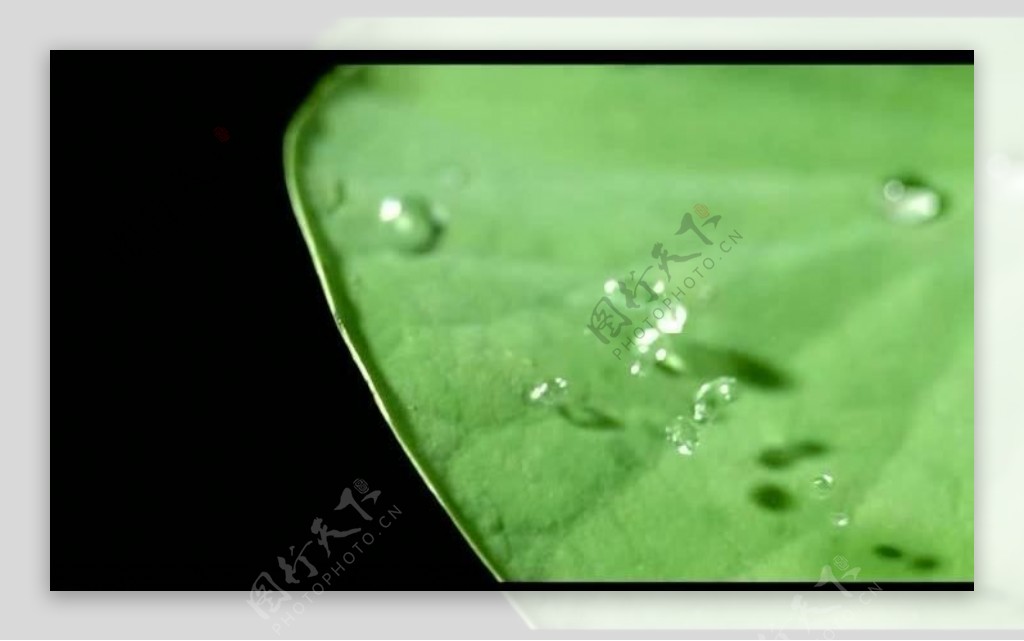 荷叶水滴视频素材图片