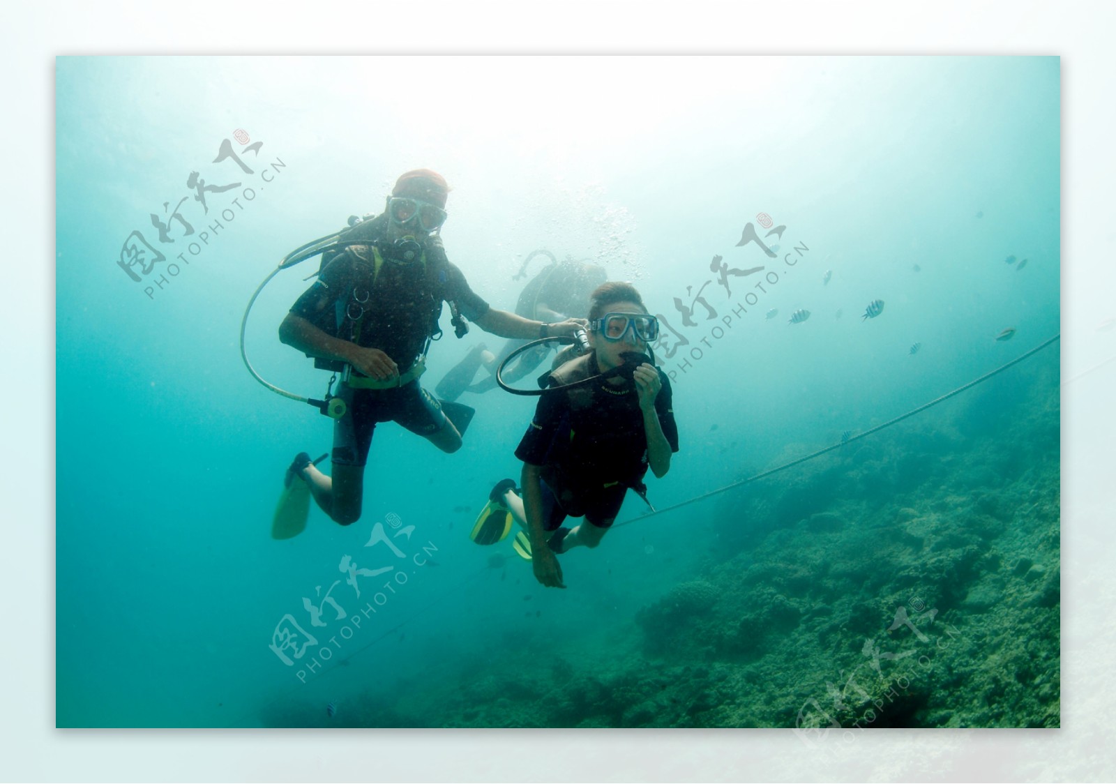 深海海底世界生物珊瑚鱼群潜水员探秘礁石安静海胆水母鱼海星