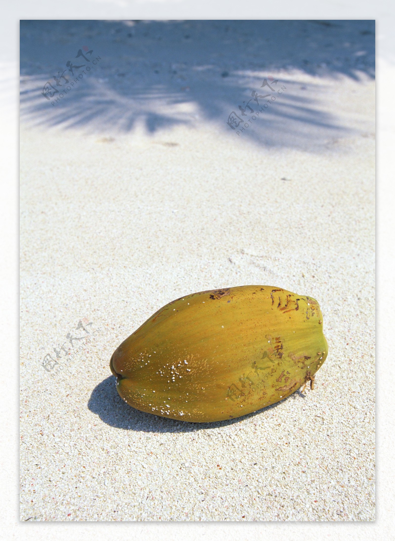 海滩风光木瓜图片