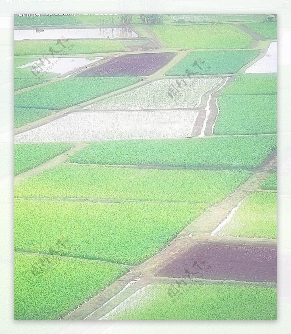 稻田风光图片