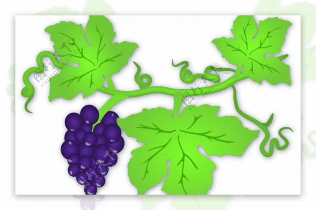矢量插画的成熟的葡萄