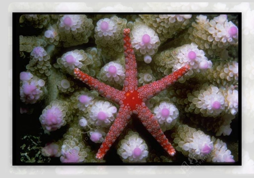 海底大海深海碧海海水礁石珊瑚海藻鱼群生物神秘广告素材大辞典