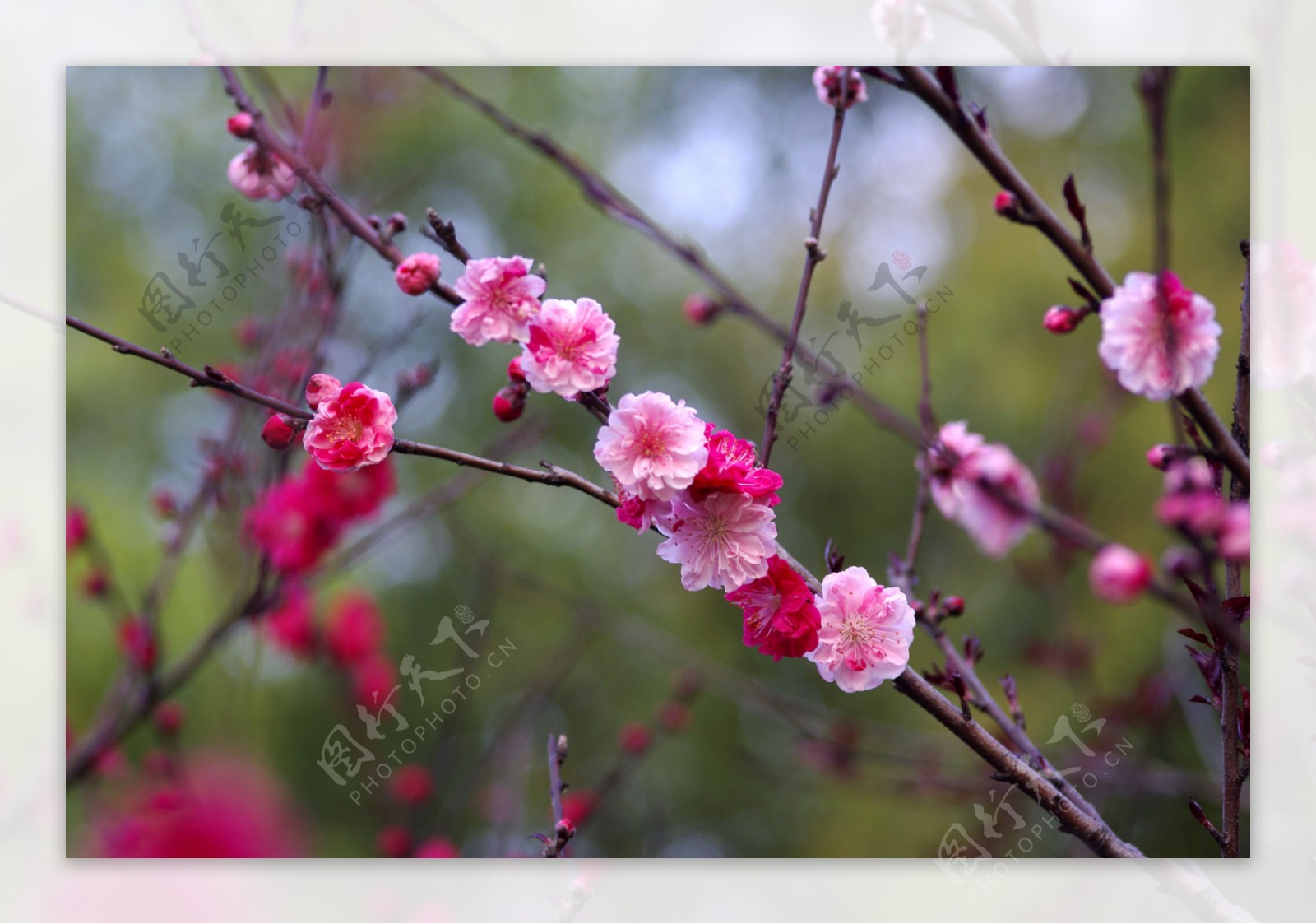 桃花图片