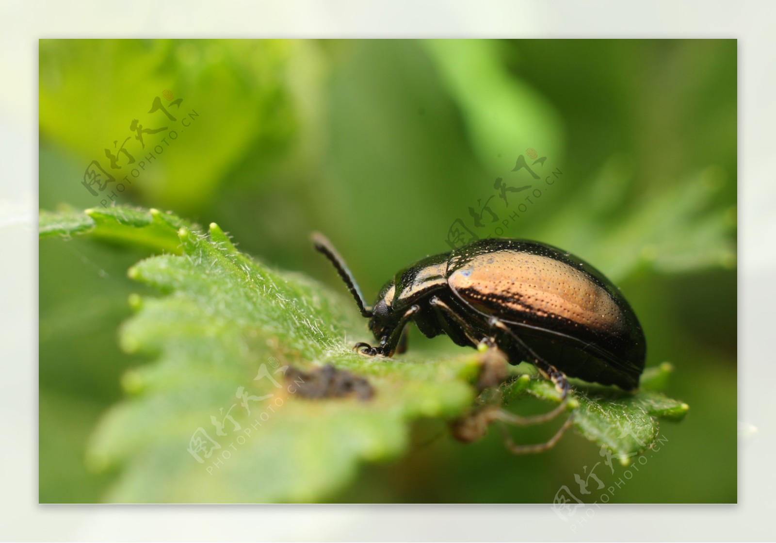 高清微距甲虫图图片