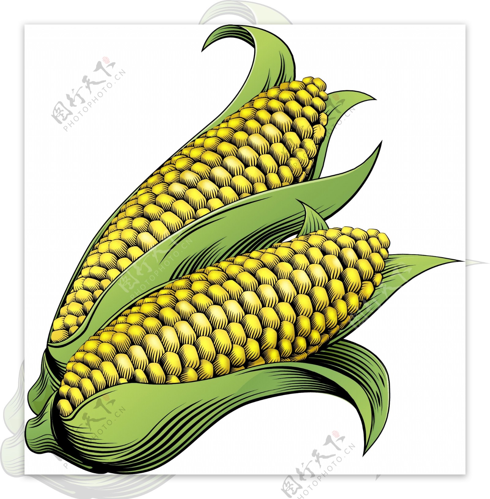玉米手绘高清矢量苞谷