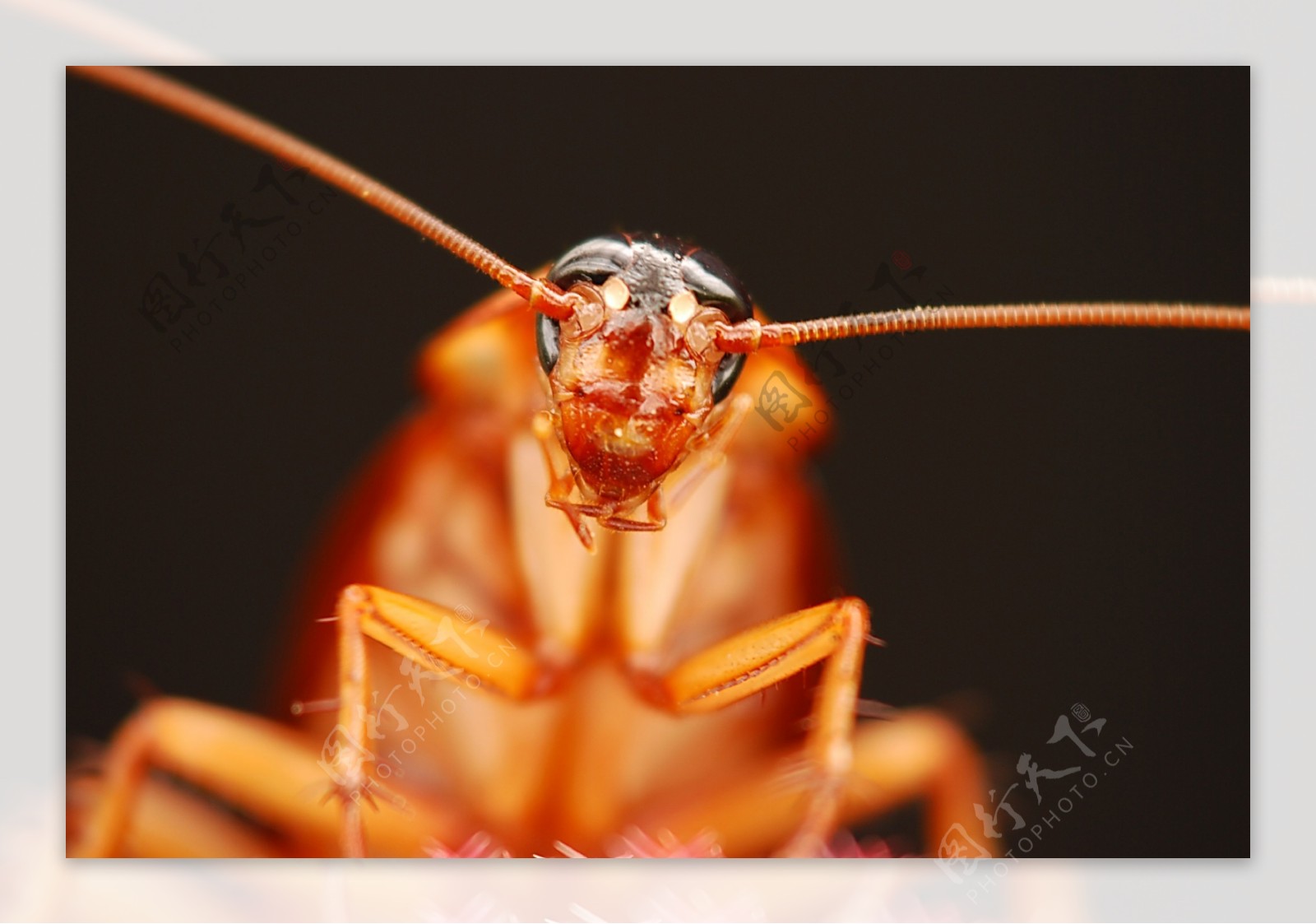 养殖蟑螂（美洲大蠊）和野生蟑螂有什么区别？如果大规模释放会对周边环境造成哪些危害？